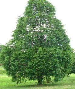 Garden Goods Direct Dawn Redwood