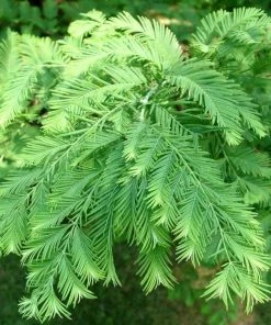 Garden Goods Direct Dawn Redwood 5 Garden Goods Direct Dawn Redwood