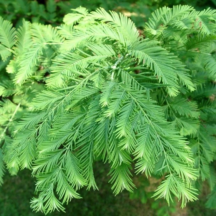 Garden Goods Direct Dawn Redwood 3 Garden Goods Direct Dawn Redwood