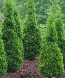 Garden Goods Direct DeGroot's Spire Arborvitae