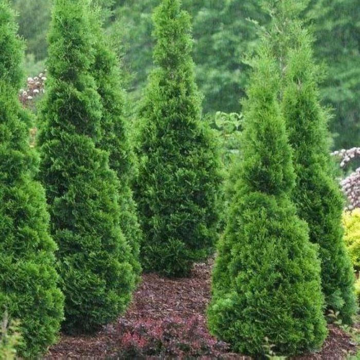 Garden Goods Direct DeGroot's Spire Arborvitae 2 Garden Goods Direct DeGroot's Spire Arborvitae