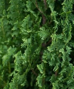 Garden Goods Direct DeGroot's Spire Arborvitae 8 Garden Goods Direct DeGroot's Spire Arborvitae