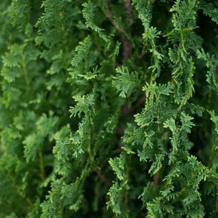 Garden Goods Direct DeGroot's Spire Arborvitae 4 Garden Goods Direct DeGroot's Spire Arborvitae