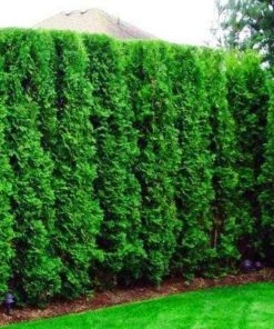 Garden Goods Direct DeGroot's Spire Arborvitae 9 Garden Goods Direct DeGroot's Spire Arborvitae