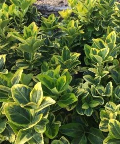 Garden Goods Direct Shrubs Golden Euonymus