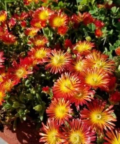 Garden Goods Direct Perennials Delosperma Fire Wonder