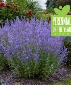 Garden Goods Direct Denim 'n Lace Russian Sage Perennials