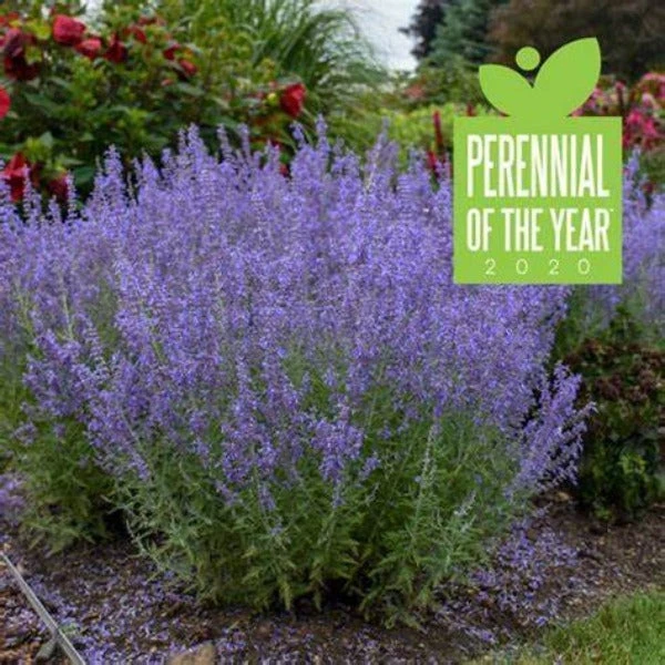Garden Goods Direct Denim 'n Lace Russian Sage Perennials 1 Garden Goods Direct Denim 'n Lace Russian Sage Perennials