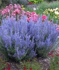 Garden Goods Direct Denim 'n Lace Russian Sage Perennials