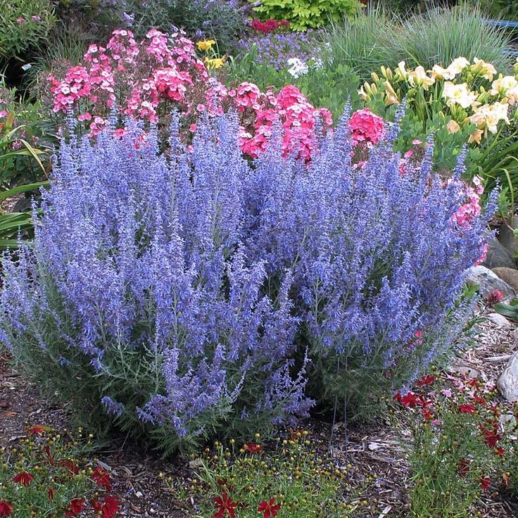 Garden Goods Direct Denim 'n Lace Russian Sage Perennials 2 Garden Goods Direct Denim 'n Lace Russian Sage Perennials