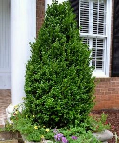 Garden Goods Direct Shrubs Pyramidal Boxwood