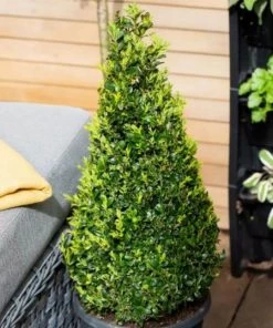 Garden Goods Direct Shrubs Pyramidal Boxwood