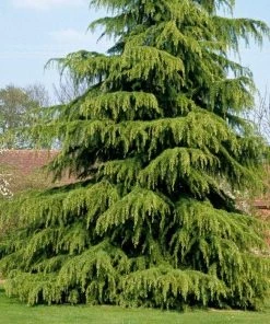 Garden Goods Direct Deodar Cedar Trees