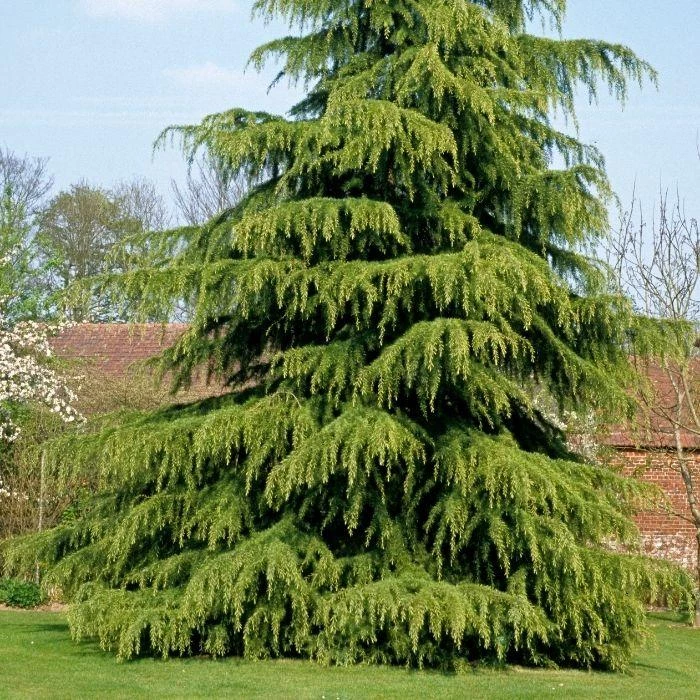 Garden Goods Direct Deodar Cedar Trees 2 Garden Goods Direct Deodar Cedar Trees