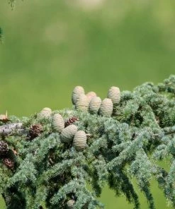 Garden Goods Direct Deodar Cedar Trees 6 Garden Goods Direct Deodar Cedar Trees