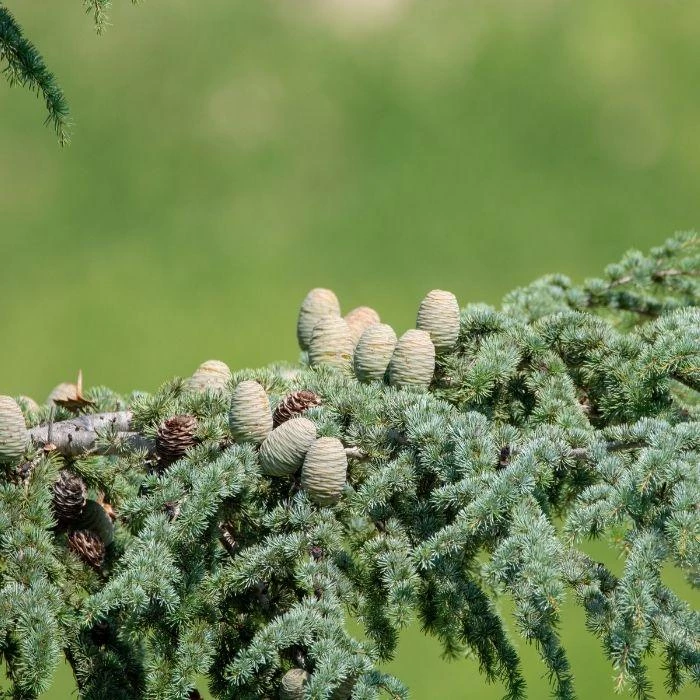 Garden Goods Direct Deodar Cedar Trees 3 Garden Goods Direct Deodar Cedar Trees