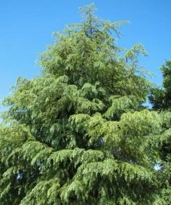 Garden Goods Direct Deodar Cedar Trees