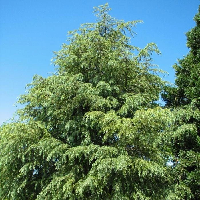 Garden Goods Direct Deodar Cedar Trees 1 Garden Goods Direct Deodar Cedar Trees