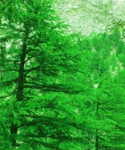 Garden Goods Direct Deodar Cedar Trees 7 Garden Goods Direct Deodar Cedar Trees