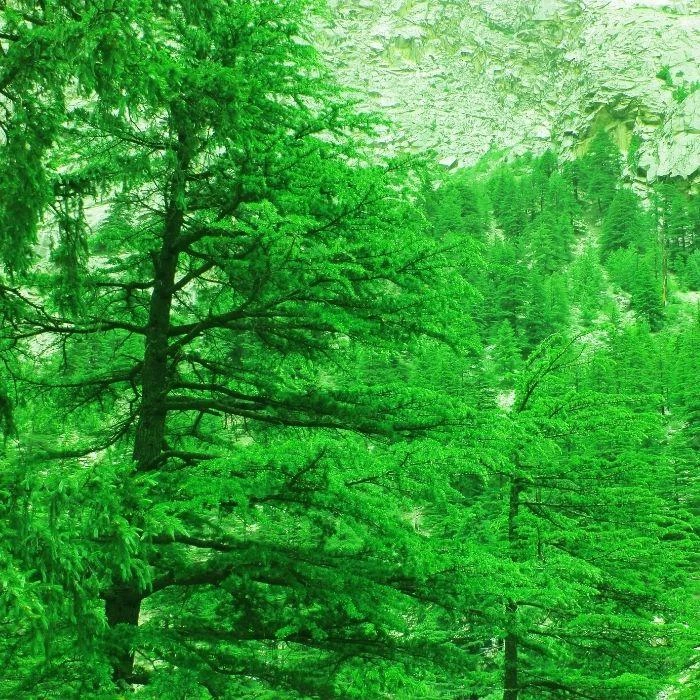 Garden Goods Direct Deodar Cedar Trees 4 Garden Goods Direct Deodar Cedar Trees