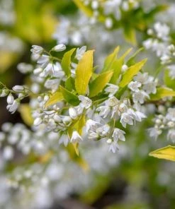 Garden Goods Direct Proven Winners® Color Choice® Chardonnay Pearls® Deutzia Shrubs