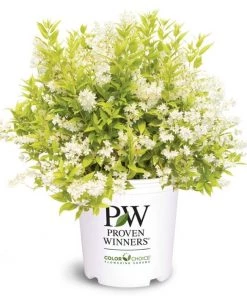 Garden Goods Direct Proven Winners® Color Choice® Chardonnay Pearls® Deutzia Shrubs