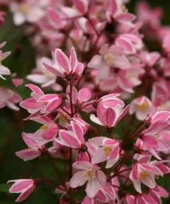 Garden Goods Direct Proven Winners® Color Choice® Yuki Cherry Blossom® Deutzia