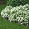 Garden Goods Direct Deutzia Nikko Shrubs