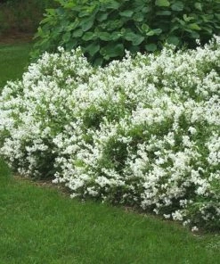 Garden Goods Direct Deutzia Nikko Shrubs