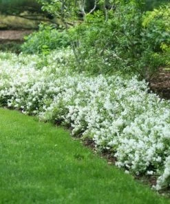 Garden Goods Direct Deutzia Nikko Shrubs