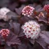 Garden Goods Direct Shrubs Diablo Ninebark