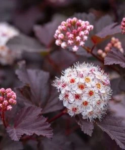 Garden Goods Direct Shrubs Diablo Ninebark