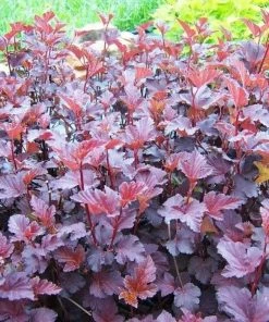 Garden Goods Direct Shrubs Diablo Ninebark