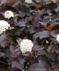 Garden Goods Direct Shrubs Diablo Ninebark