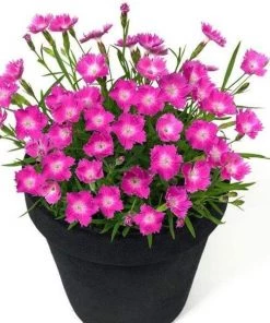 Garden Goods Direct Perennials Dianthus Kahori 9 Garden Goods Direct Perennials Dianthus Kahori