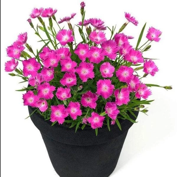 Garden Goods Direct Perennials Dianthus Kahori 5 Garden Goods Direct Perennials Dianthus Kahori