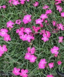 Garden Goods Direct Perennials Dianthus Kahori 7 Garden Goods Direct Perennials Dianthus Kahori