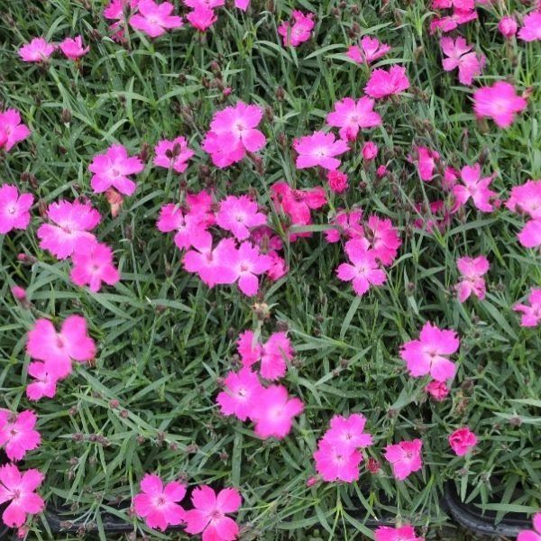 Garden Goods Direct Perennials Dianthus Kahori 3 Garden Goods Direct Perennials Dianthus Kahori