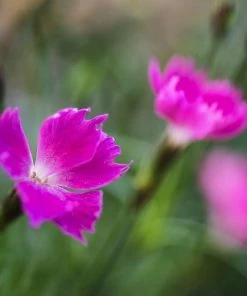 Garden Goods Direct Perennials Dianthus Kahori 8 Garden Goods Direct Perennials Dianthus Kahori