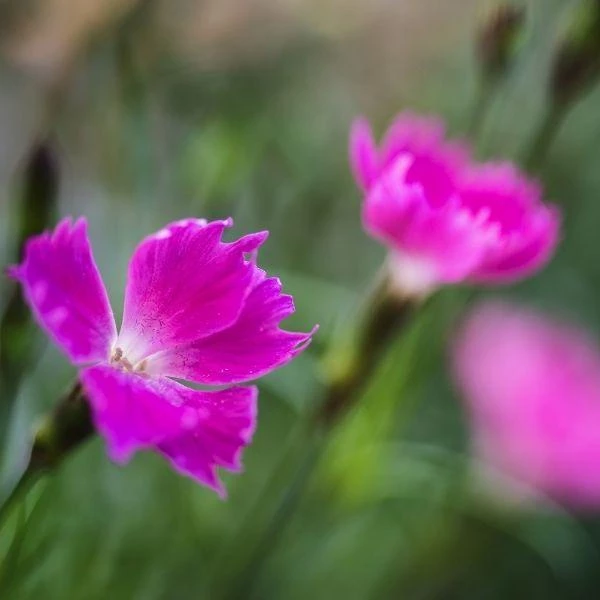 Garden Goods Direct Perennials Dianthus Kahori 4 Garden Goods Direct Perennials Dianthus Kahori