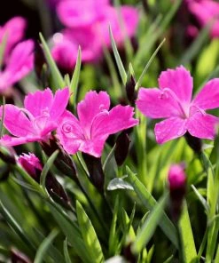 Garden Goods Direct Perennials Dianthus Kahori