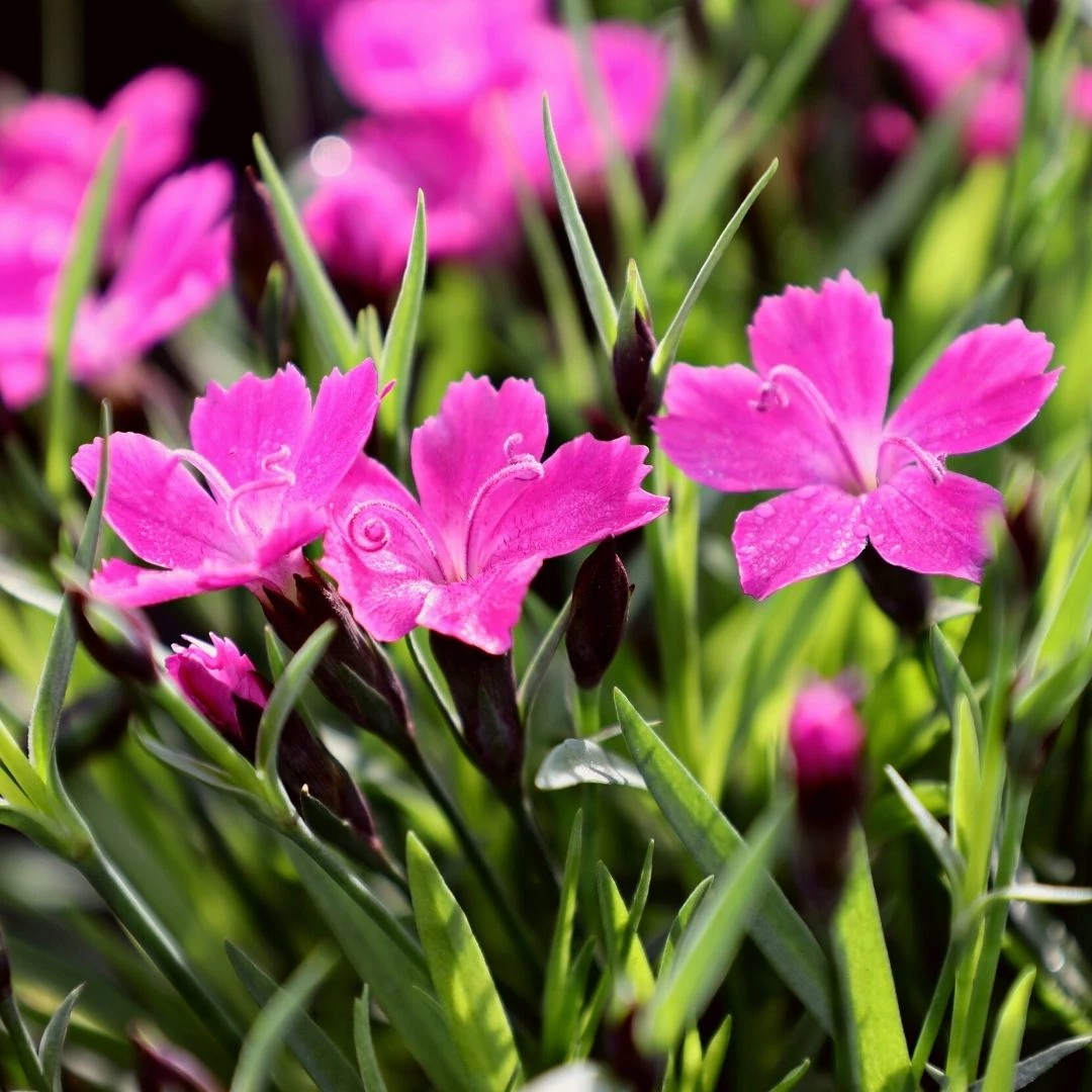 Garden Goods Direct Perennials Dianthus Kahori 2 Garden Goods Direct Perennials Dianthus Kahori