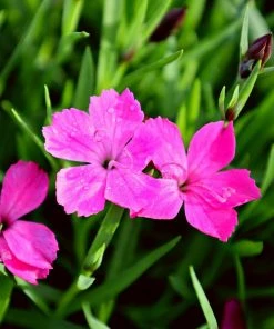 Garden Goods Direct Perennials Dianthus Kahori