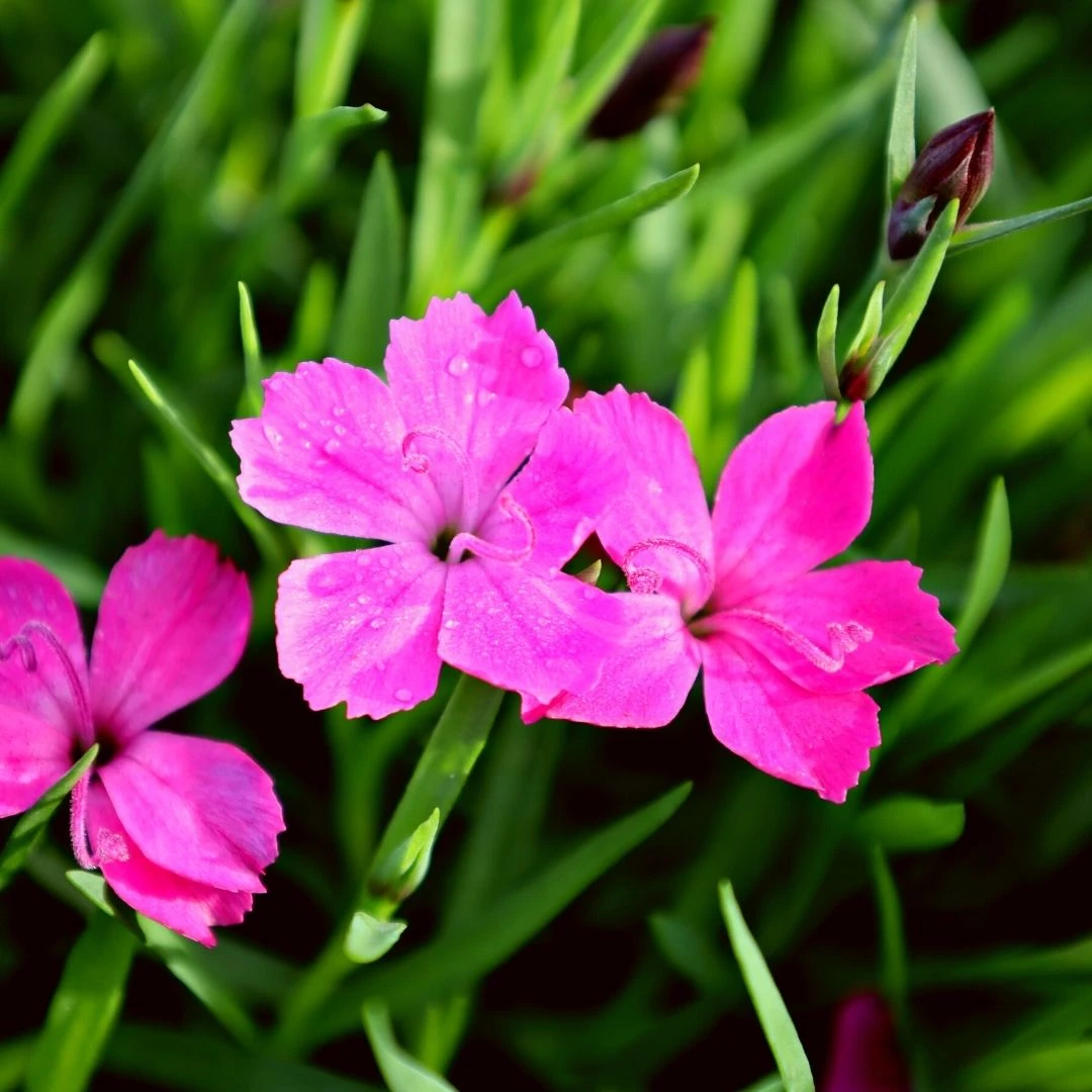 Garden Goods Direct Perennials Dianthus Kahori 1 Garden Goods Direct Perennials Dianthus Kahori
