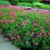 Garden Goods Direct Perennials Dicentra Luxuriant