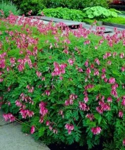 Garden Goods Direct Perennials Dicentra Luxuriant