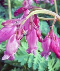 Garden Goods Direct Perennials Dicentra Luxuriant