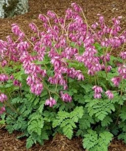 Garden Goods Direct Perennials Dicentra Luxuriant