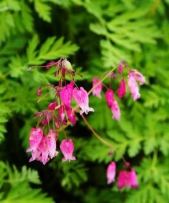 Garden Goods Direct Dicentra Eximia Perennials