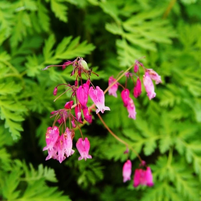 Garden Goods Direct Dicentra Eximia Perennials 2 Garden Goods Direct Dicentra Eximia Perennials